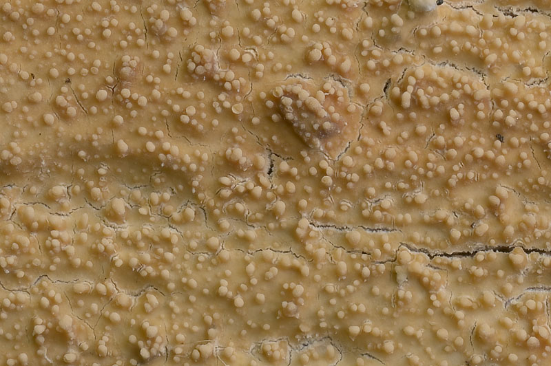 Phlebiodontia caspica